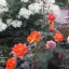 Цветники- яркое пятно в саду