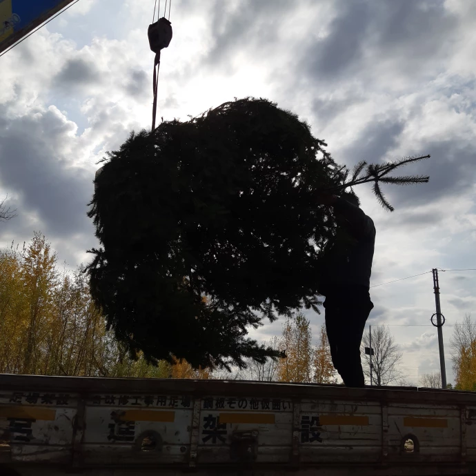 Погрузка крупномерного саженца